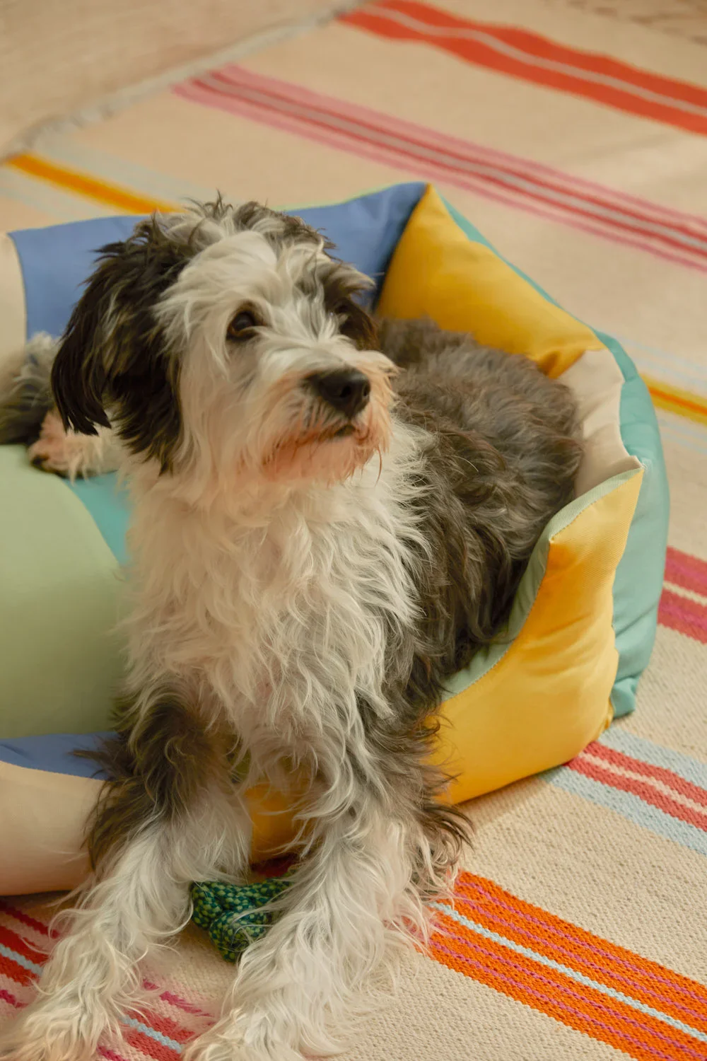 Cama turquesa para mascotas Buby - Image 14