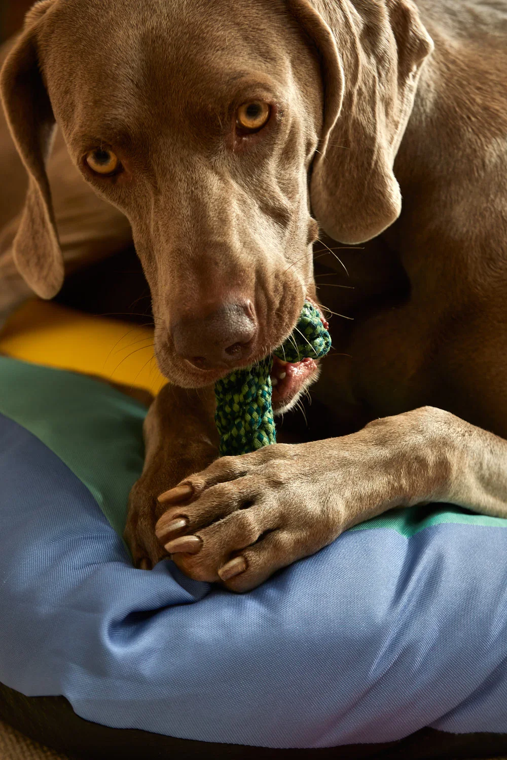 Juguete para mascotas con tirador cuerda verde Buby - Image 3